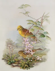 Bruant jaune, 1873